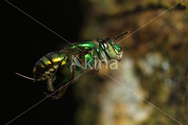 Euglossa sp.