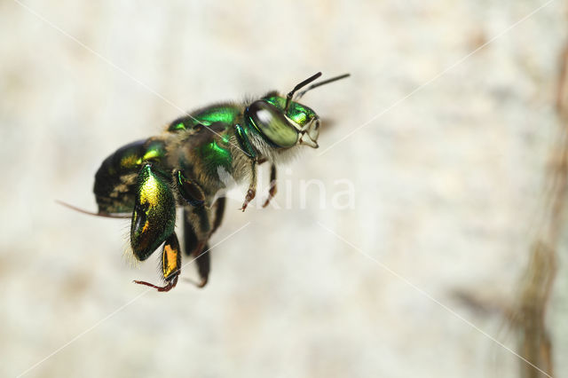 Euglossa sp.