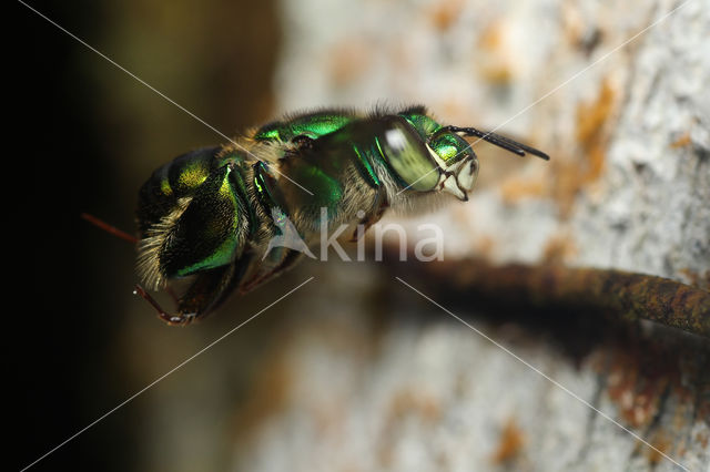 Euglossa sp.