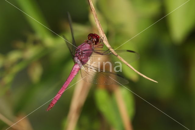 Orthemis discolor