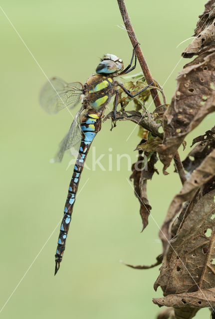 Paardenbijter (Aeshna mixta)