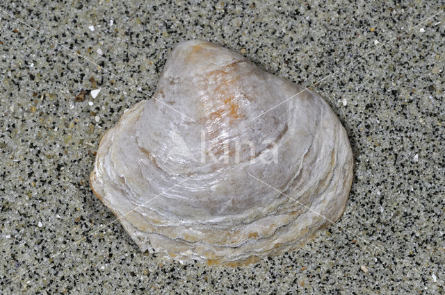 Saddle-oyster (Anomia ephippium)