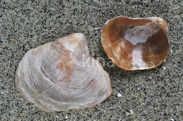 Saddle-oyster (Anomia ephippium)