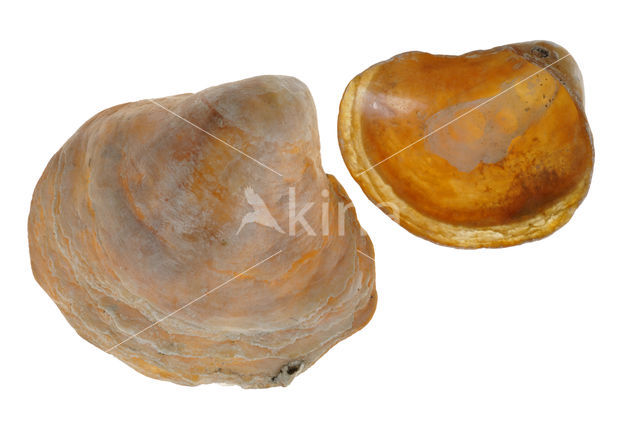 Saddle-oyster (Anomia ephippium)