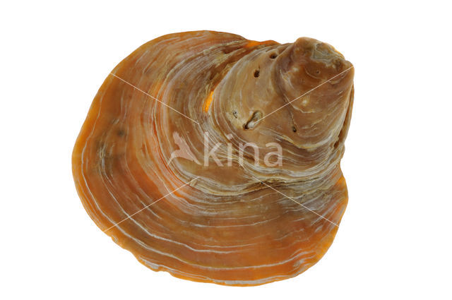 Saddle-oyster (Anomia ephippium)