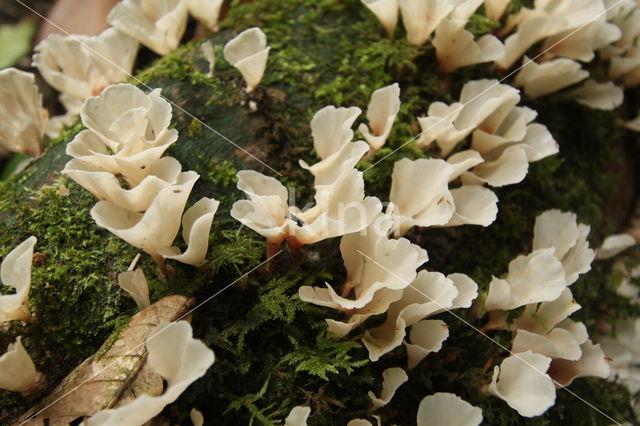 Mushroom
