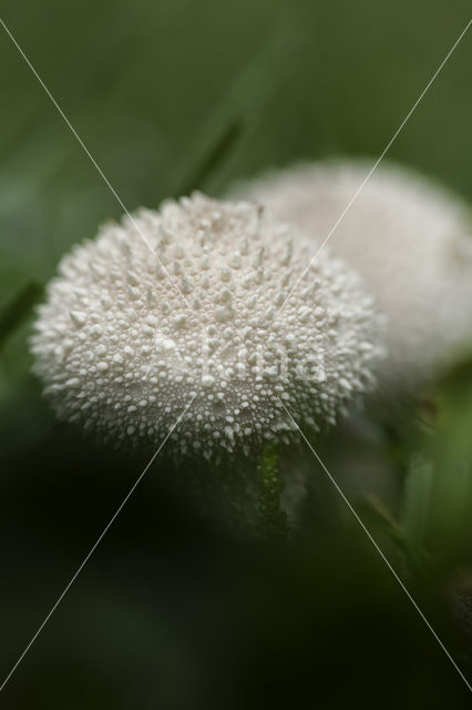 Common puffball (Lycoperdon perlatum)