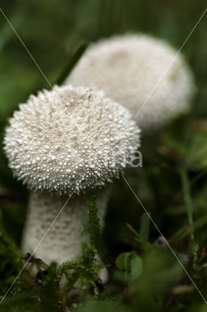 Parelstuifzwam (Lycoperdon perlatum)