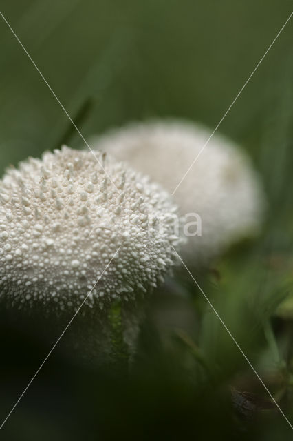 Common puffball (Lycoperdon perlatum)