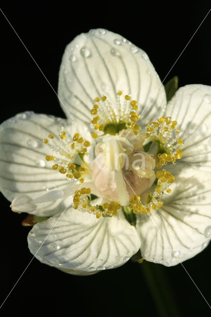 Northern Grass-of-parnassus (Parnassia palustris)