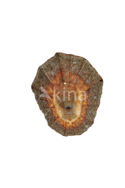 Rayed Mediterranean limpet (Patella caerulea)