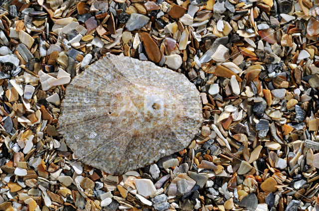 Rayed Mediterranean limpet (Patella caerulea)