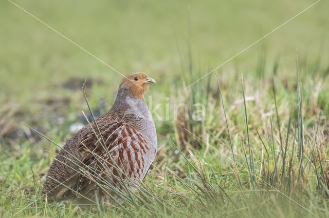 Grey Partridge (Perdix perdix)