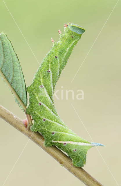 Eyed Hawk-moth (Smerinthus ocellata)