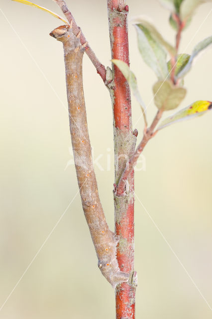 Peppered Moth (Biston betularia)