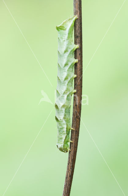 Dot Moth (Melanchra persicariae)