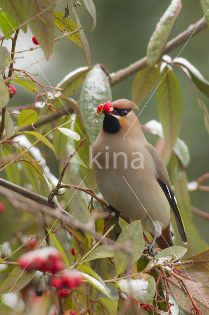 Bohemian Waxwing (Bombycilla garrulus)