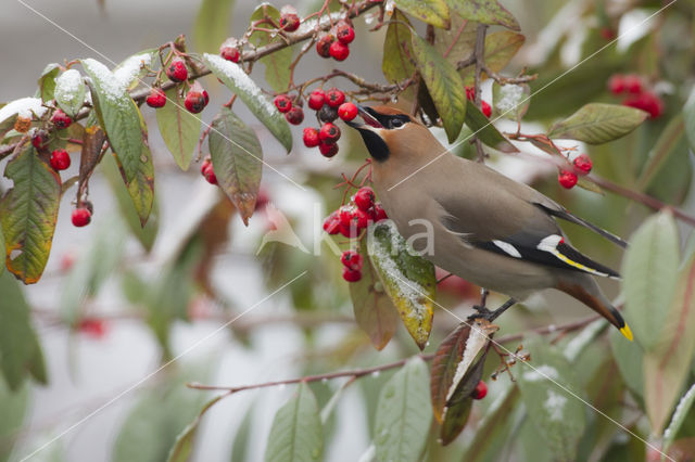 Bohemian Waxwing (Bombycilla garrulus)