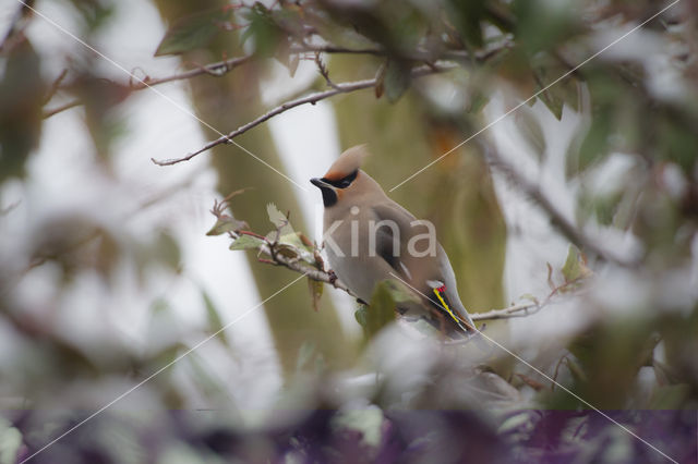 Bohemian Waxwing (Bombycilla garrulus)