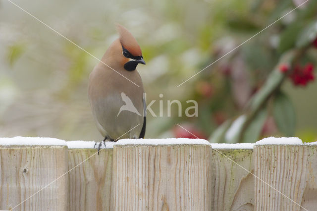 Bohemian Waxwing (Bombycilla garrulus)