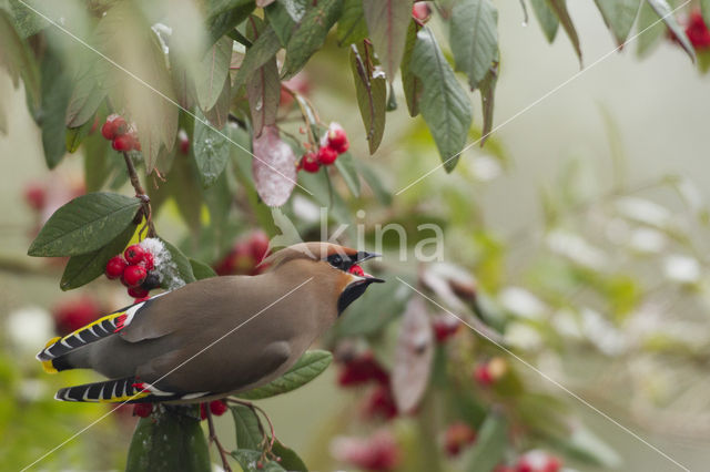 Bohemian Waxwing (Bombycilla garrulus)