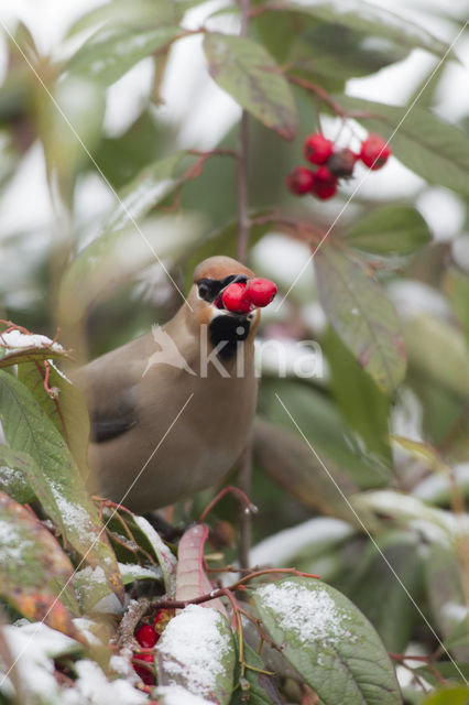 Bohemian Waxwing (Bombycilla garrulus)