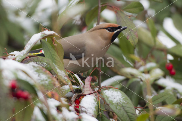 Bohemian Waxwing (Bombycilla garrulus)