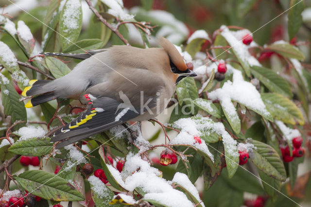 Bohemian Waxwing (Bombycilla garrulus)