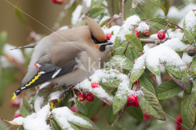 Bohemian Waxwing (Bombycilla garrulus)