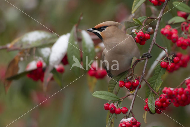 Pestvogel (Bombycilla garrulus)