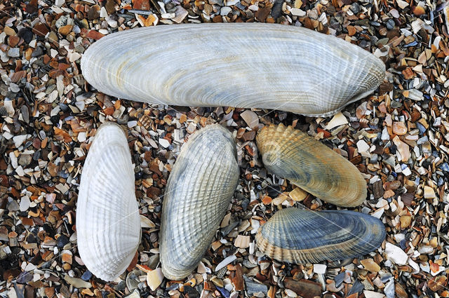 Common Piddock (Pholas dactylus)