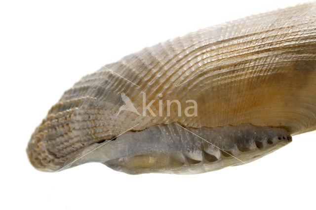 Common Piddock (Pholas dactylus)