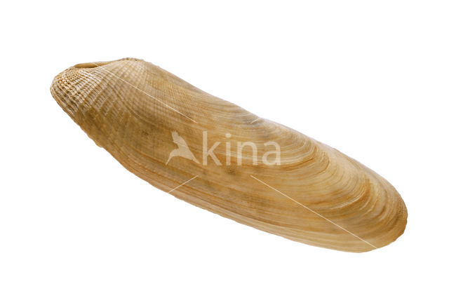 Common Piddock (Pholas dactylus)