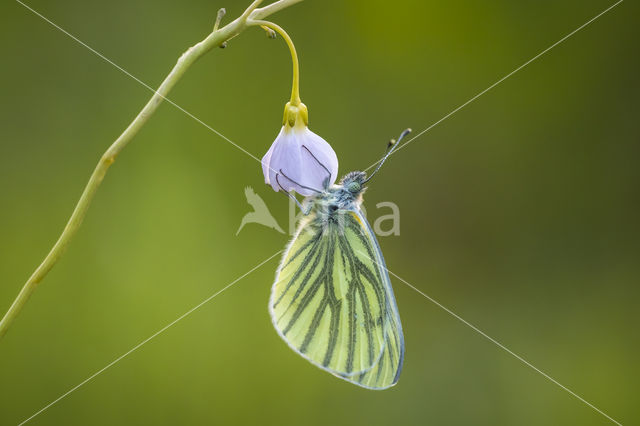 Pinksterbloem (Cardamine pratensis)