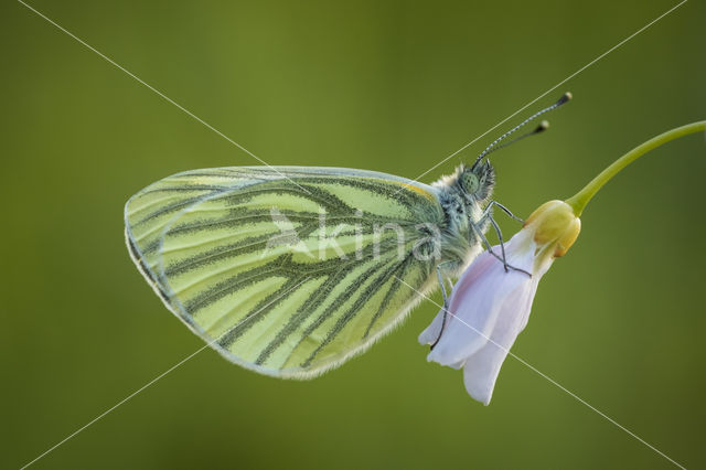 Cuckoo flower (Cardamine pratensis var angustifolia)
