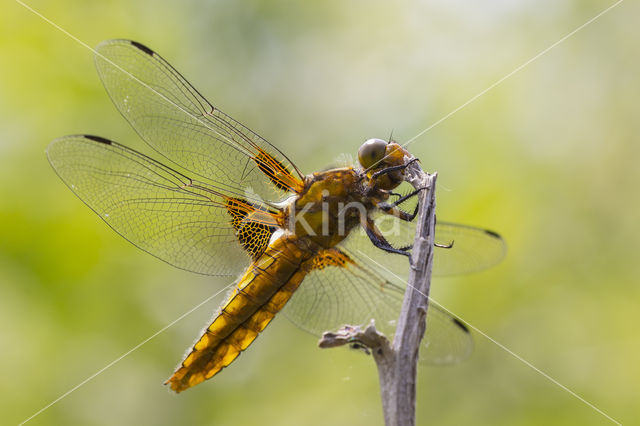 Platbuik (Libellula depressa)