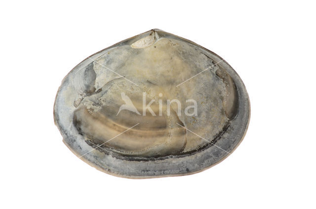 Platte slijkgaper (Scrobicularia plana)