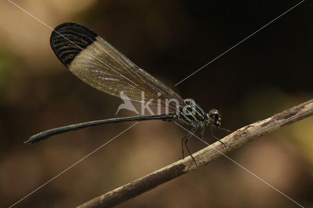 Polythore derivata