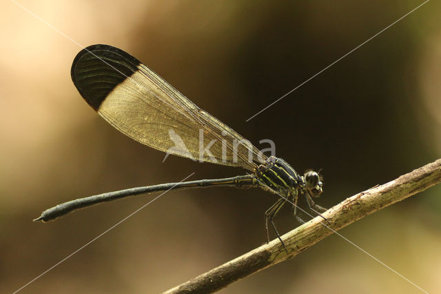 Polythore derivata