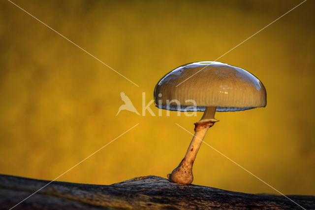 Porcelain fungus (Oudemansiella mucida)