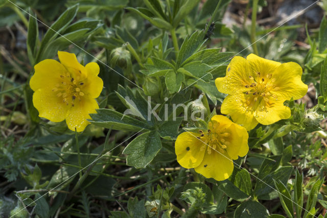 Potentilla crantzii