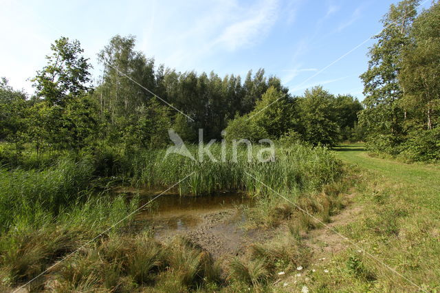 amphibian pool