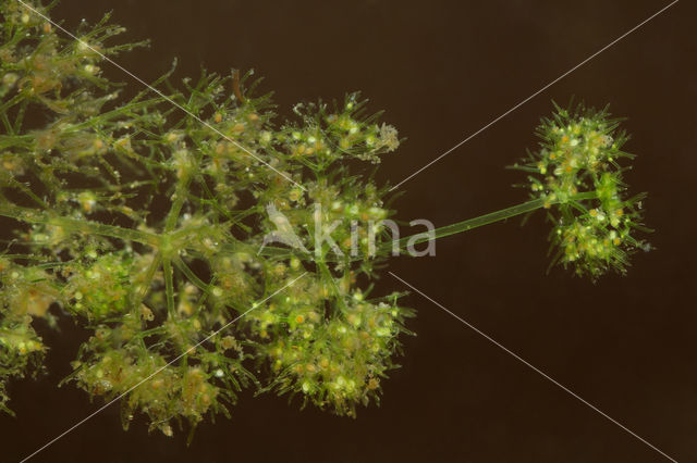 Puntdragend glanswier (Nitella mucronata)