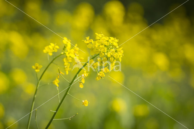 Turnip (Brassica rapa)