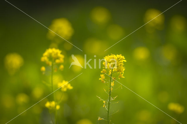 Turnip (Brassica rapa)