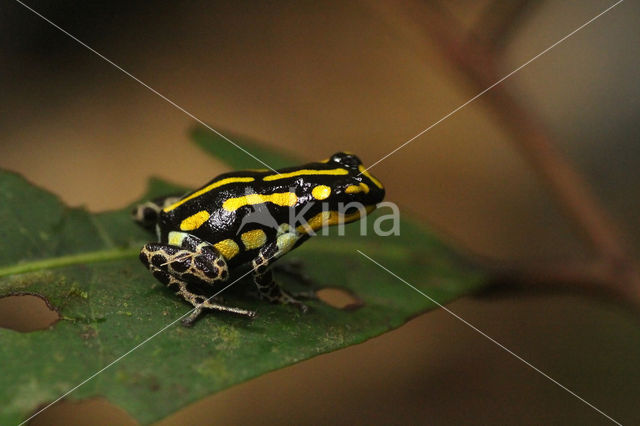 Ranitomeya flavovittata