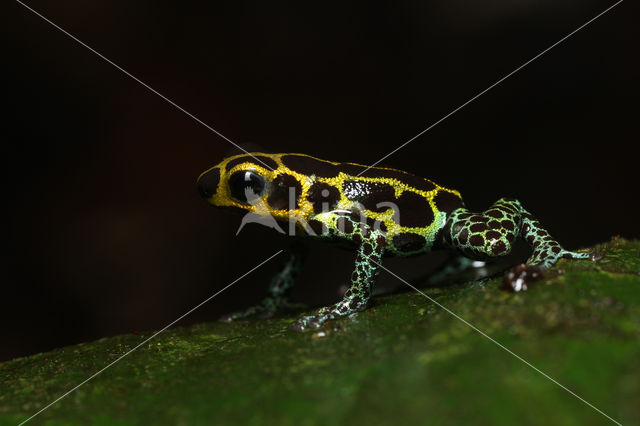 imitator poison frog (Ranitomeya imitator)