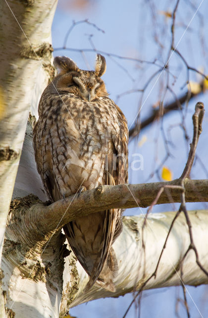 Ransuil (Asio otus)