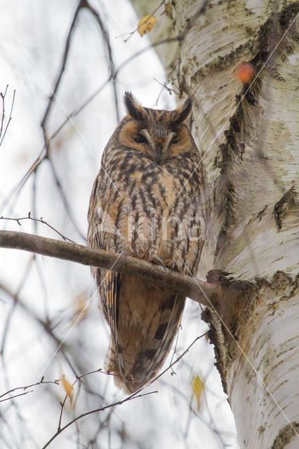 Long-eared Owl (Asio otus)