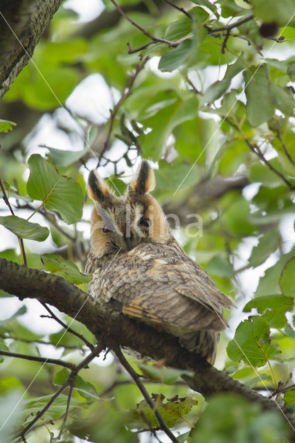 Long-eared Owl (Asio otus)